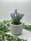 Calming Lavender in Rustic Pot