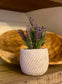 Calming Lavender in Rustic Pot