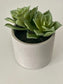 Premium Decorative Succulent