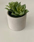 Premium Decorative Succulent