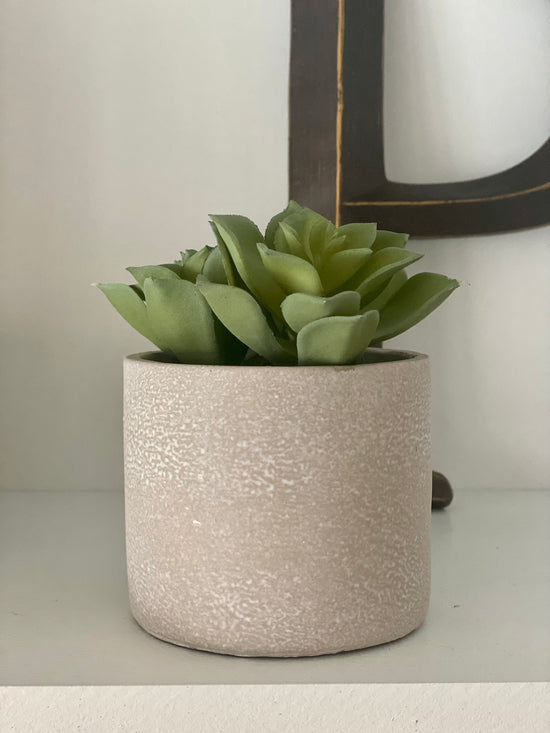 Premium Decorative Succulent