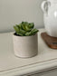 Premium Decorative Succulent