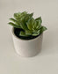 Premium Decorative Succulent