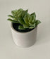 Premium Decorative Succulent