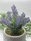 Calming Lavender in Rustic Pot